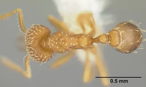 Strumigenys louisianae specimen JTLC000006423 image jtlc000006423_1