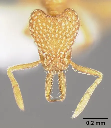 Strumigenys louisianae specimen JTLC000006423 image jtlc000006423_2