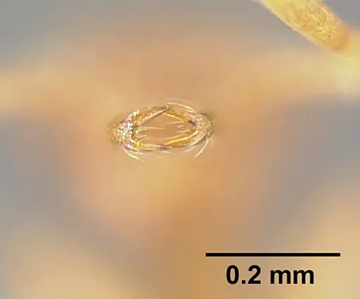 Strumigenys louisianae specimen JTLC000006423 image jtlc000006423_3