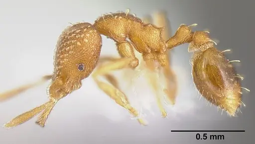 Strumigenys louisianae specimen JTLC000006423 image jtlc000006423_4