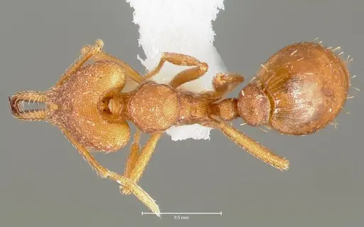 Strumigenys luca specimen CASENT0005581 image casent0005581_1