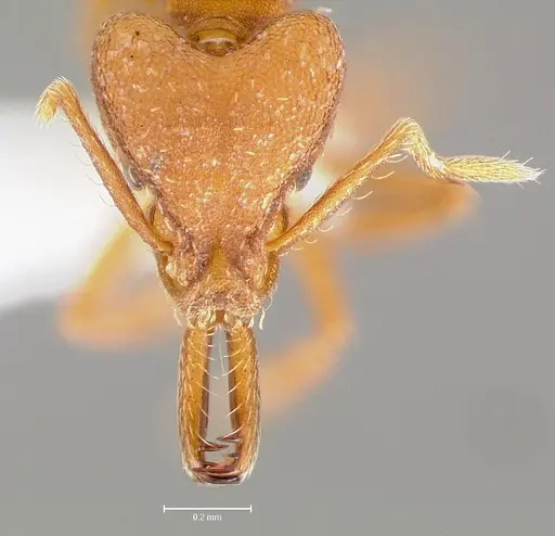 Strumigenys luca specimen CASENT0005581 image casent0005581_2