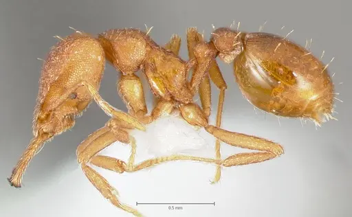 Strumigenys luca specimen CASENT0005581 image casent0005581_3