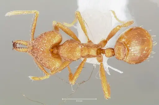Strumigenys luca specimen CASENT0005582 image casent0005582_1