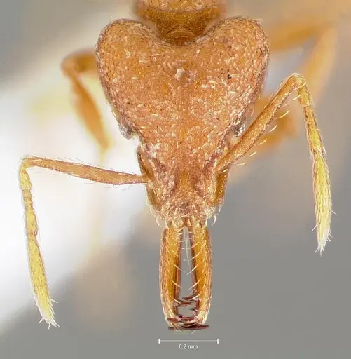 Strumigenys luca specimen CASENT0005582 image casent0005582_2