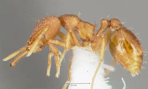 Strumigenys luca specimen CASENT0005582 image casent0005582_3
