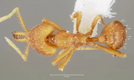 Strumigenys luca specimen CASENT0005583 image casent0005583_1