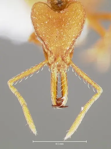 Strumigenys luca specimen CASENT0005583 image casent0005583_2