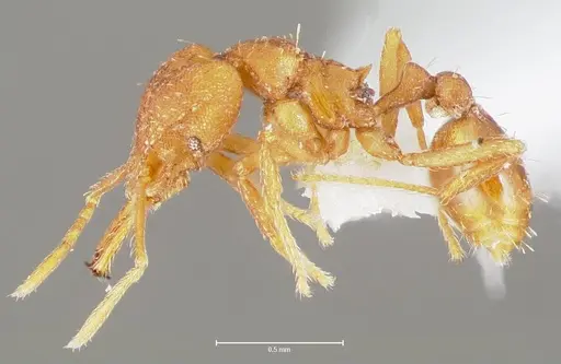 Strumigenys luca specimen CASENT0005583 image casent0005583_3