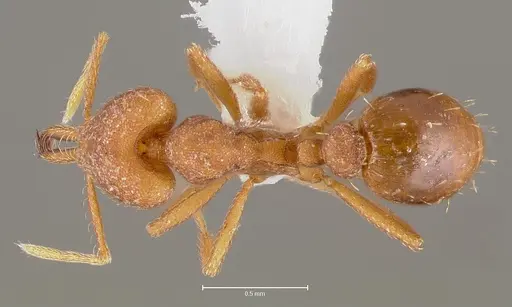 Strumigenys luca specimen CASENT0005584 image casent0005584_1