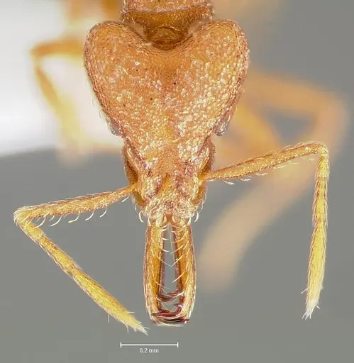 Strumigenys luca specimen CASENT0005584 image casent0005584_2