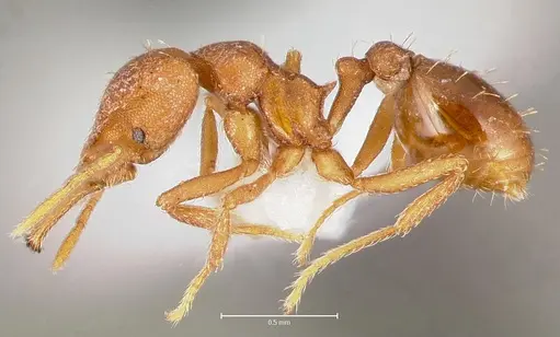 Strumigenys luca specimen CASENT0005584 image casent0005584_3