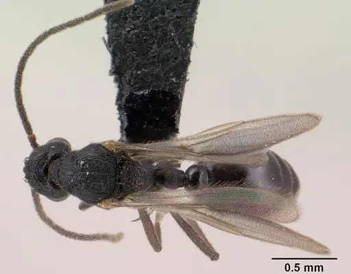 Strumigenys luca specimen CASENT0144936 image casent0144936_1