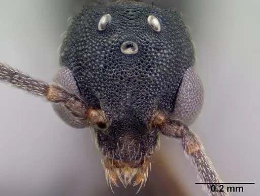 Strumigenys luca specimen CASENT0144936 image casent0144936_2