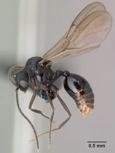 Strumigenys luca specimen CASENT0144936 image casent0144936_3