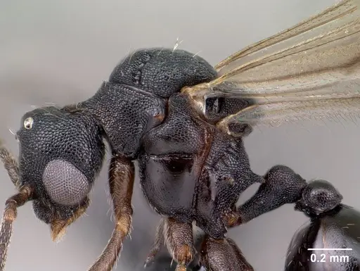 Strumigenys luca specimen CASENT0144936 image casent0144936_4