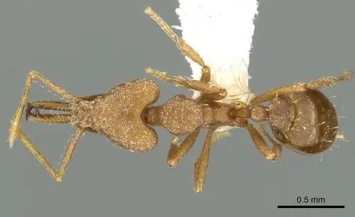 Strumigenys luca specimen CASENT0900707 image casent0900707_1