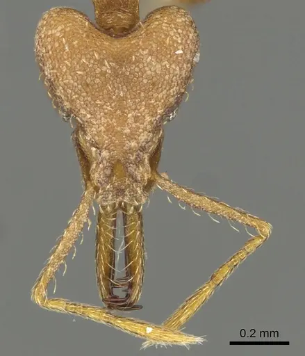 Strumigenys luca specimen CASENT0900707 image casent0900707_2