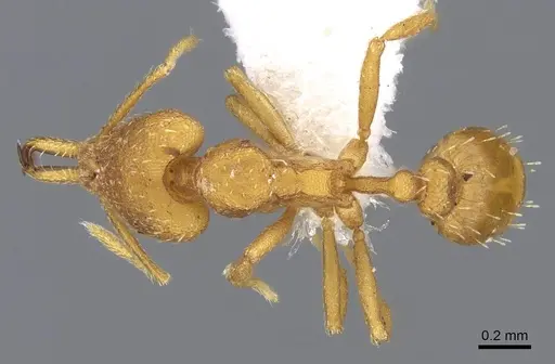 Strumigenys luca specimen CASENT0914768 image casent0914768_1
