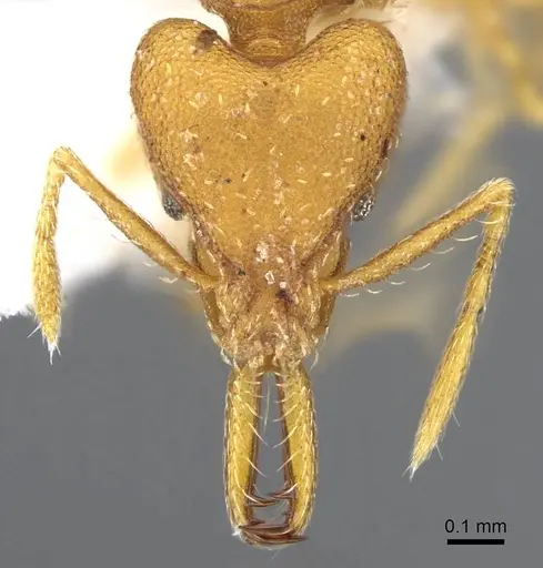 Strumigenys luca specimen CASENT0914768 image casent0914768_2