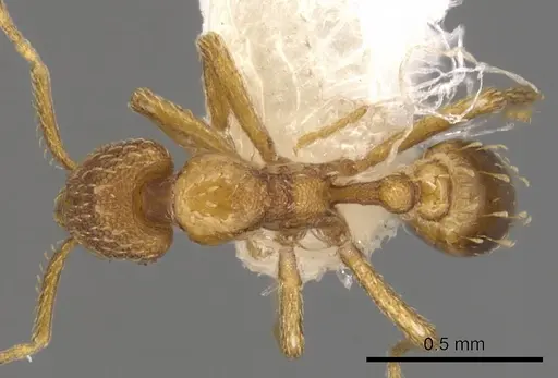 Strumigenys lucifuga specimen CASENT0900064 image casent0900064_1