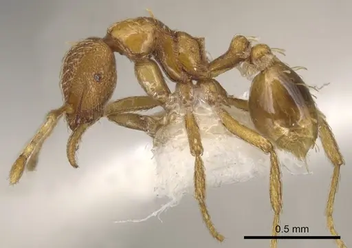 Strumigenys lucifuga specimen CASENT0900064 image casent0900064_3