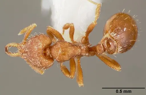 Strumigenys lucomo specimen CASENT0005585 image casent0005585_1