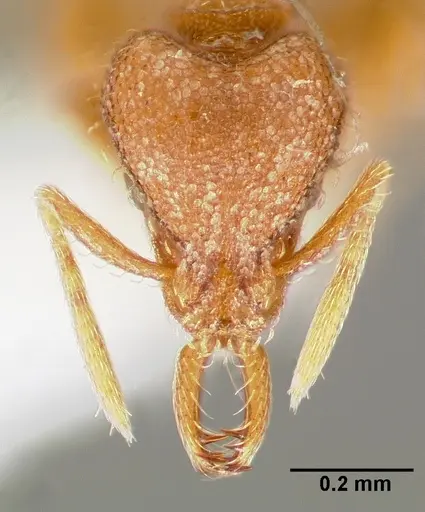 Strumigenys lucomo specimen CASENT0005585 image casent0005585_2