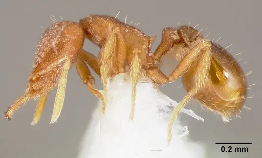 Strumigenys lucomo specimen CASENT0005585 image casent0005585_3