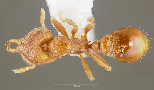 Strumigenys lucomo specimen CASENT0005586 image casent0005586_1