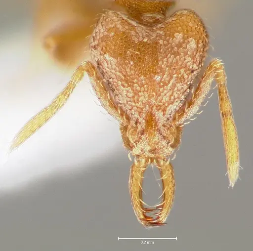 Strumigenys lucomo specimen CASENT0005586 image casent0005586_2