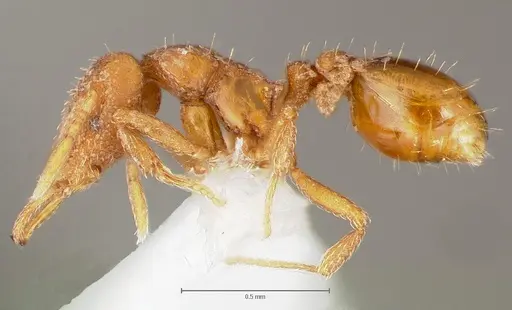 Strumigenys lucomo specimen CASENT0005586 image casent0005586_3