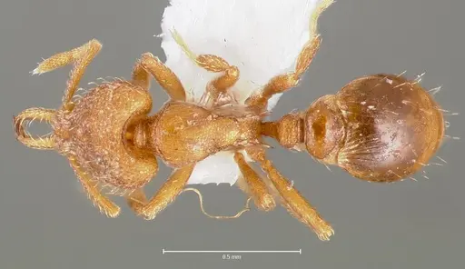 Strumigenys lucomo specimen CASENT0005587 image casent0005587_1