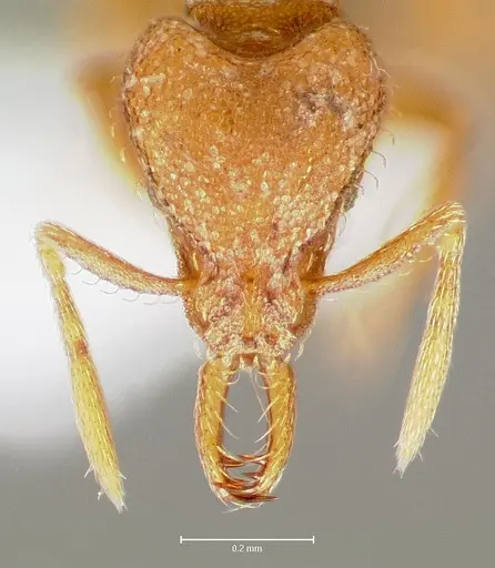 Strumigenys lucomo specimen CASENT0005587 image casent0005587_2