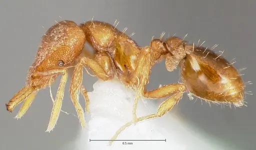 Strumigenys lucomo specimen CASENT0005587 image casent0005587_3