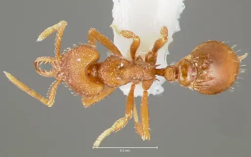 Strumigenys lucomo specimen CASENT0005588 image casent0005588_1
