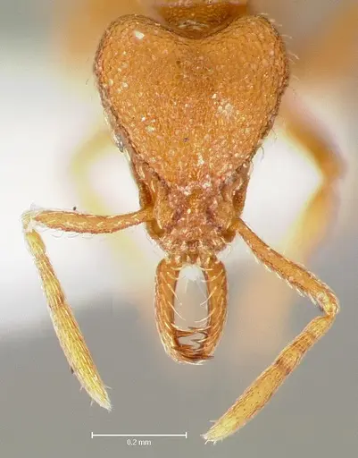 Strumigenys lucomo specimen CASENT0005588 image casent0005588_2