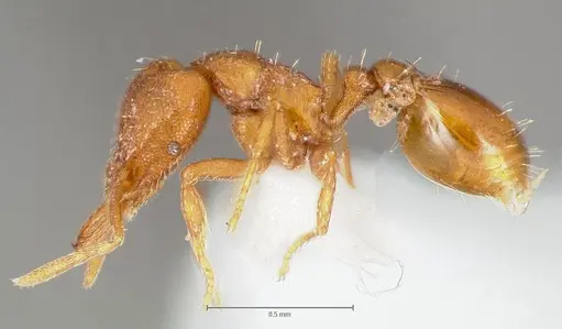 Strumigenys lucomo specimen CASENT0005588 image casent0005588_3