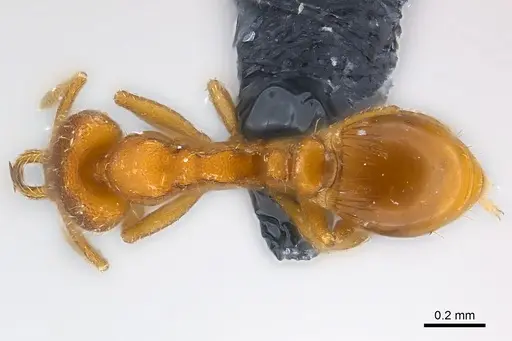 Strumigenys lucomo specimen CASENT0157720 image casent0157720_1