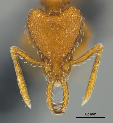 Strumigenys lucomo specimen CASENT0157720 image casent0157720_2