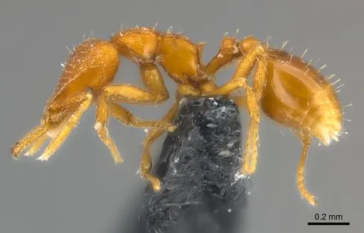 Strumigenys lucomo specimen CASENT0157720 image casent0157720_3