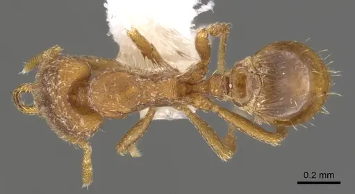 Strumigenys lucomo specimen CASENT0900733 image casent0900733_1