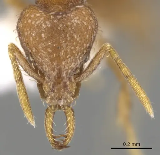 Strumigenys lucomo specimen CASENT0900733 image casent0900733_2