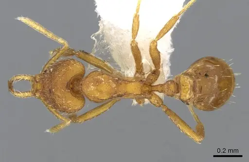 Strumigenys lucomo specimen CASENT0914769 image casent0914769_1