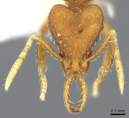 Strumigenys lucomo specimen CASENT0914769 image casent0914769_2