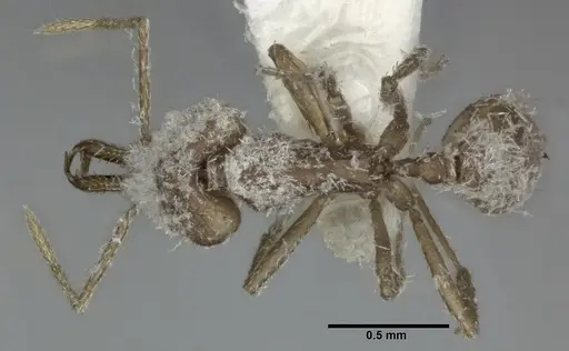 Strumigenys ludia specimen CASENT0246144 image casent0246144_1