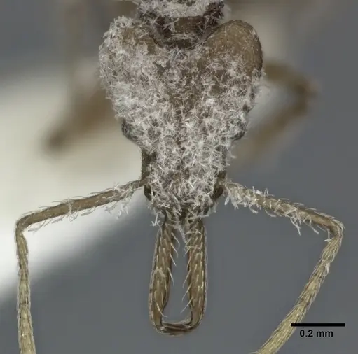 Strumigenys ludia specimen CASENT0246144 image casent0246144_2