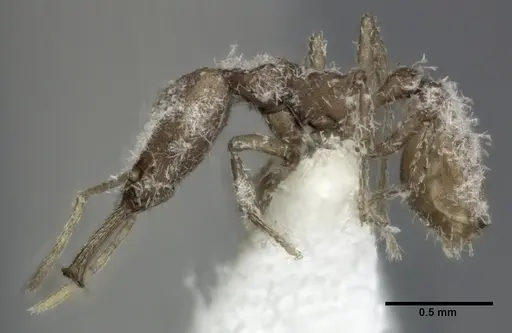 Strumigenys ludia specimen CASENT0246144 image casent0246144_3