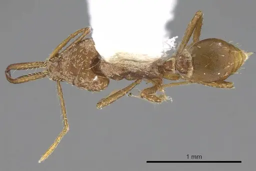 Strumigenys ludia specimen CASENT0914506 image casent0914506_1