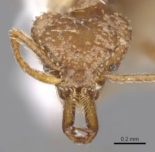 Strumigenys ludia specimen CASENT0914506 image casent0914506_2